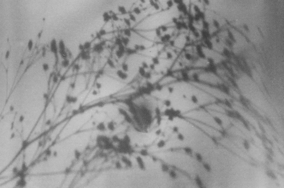 Untitled photograph 10 from “borrador”.