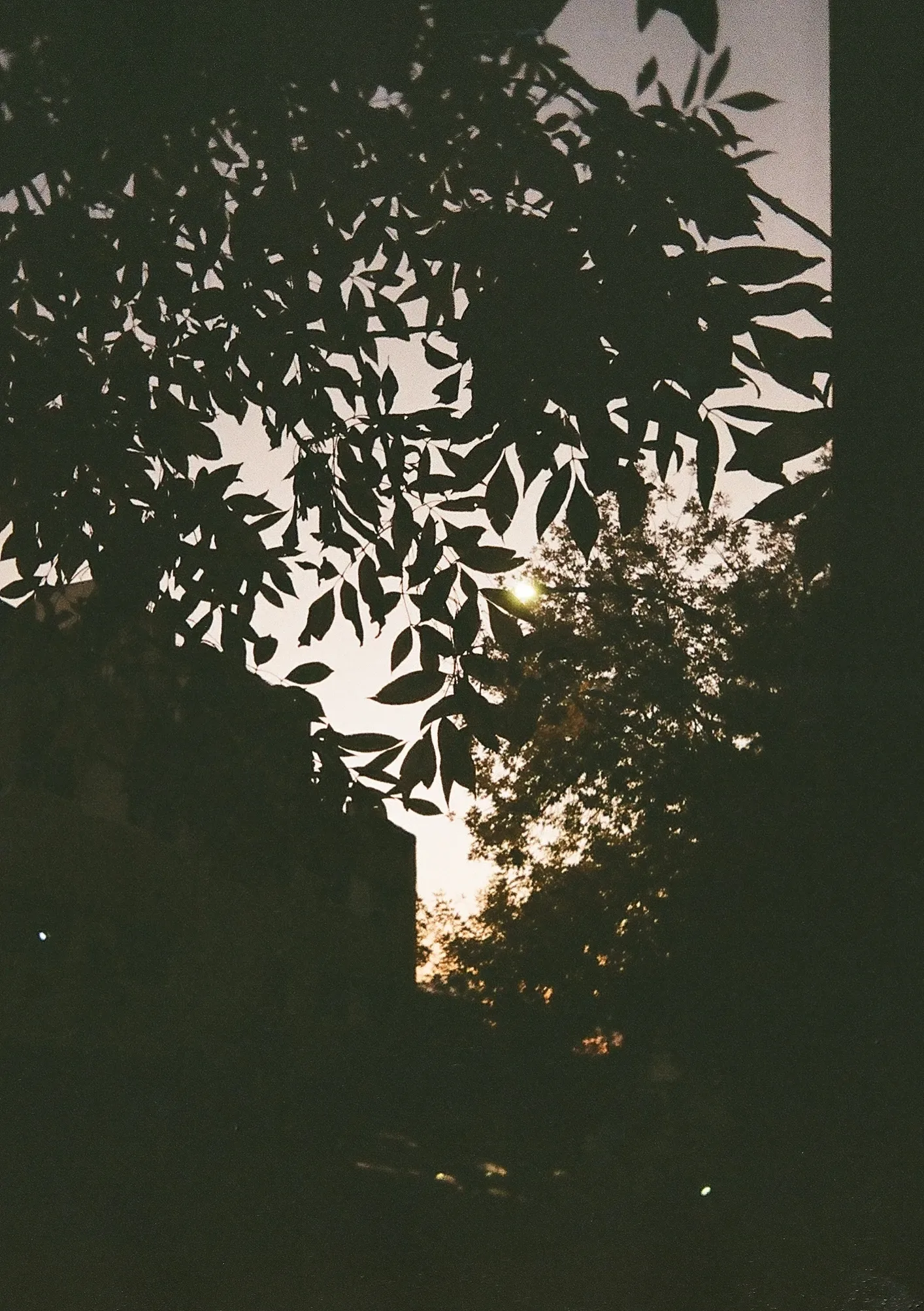 Untitled photograph 1 from “autumn leaves”.