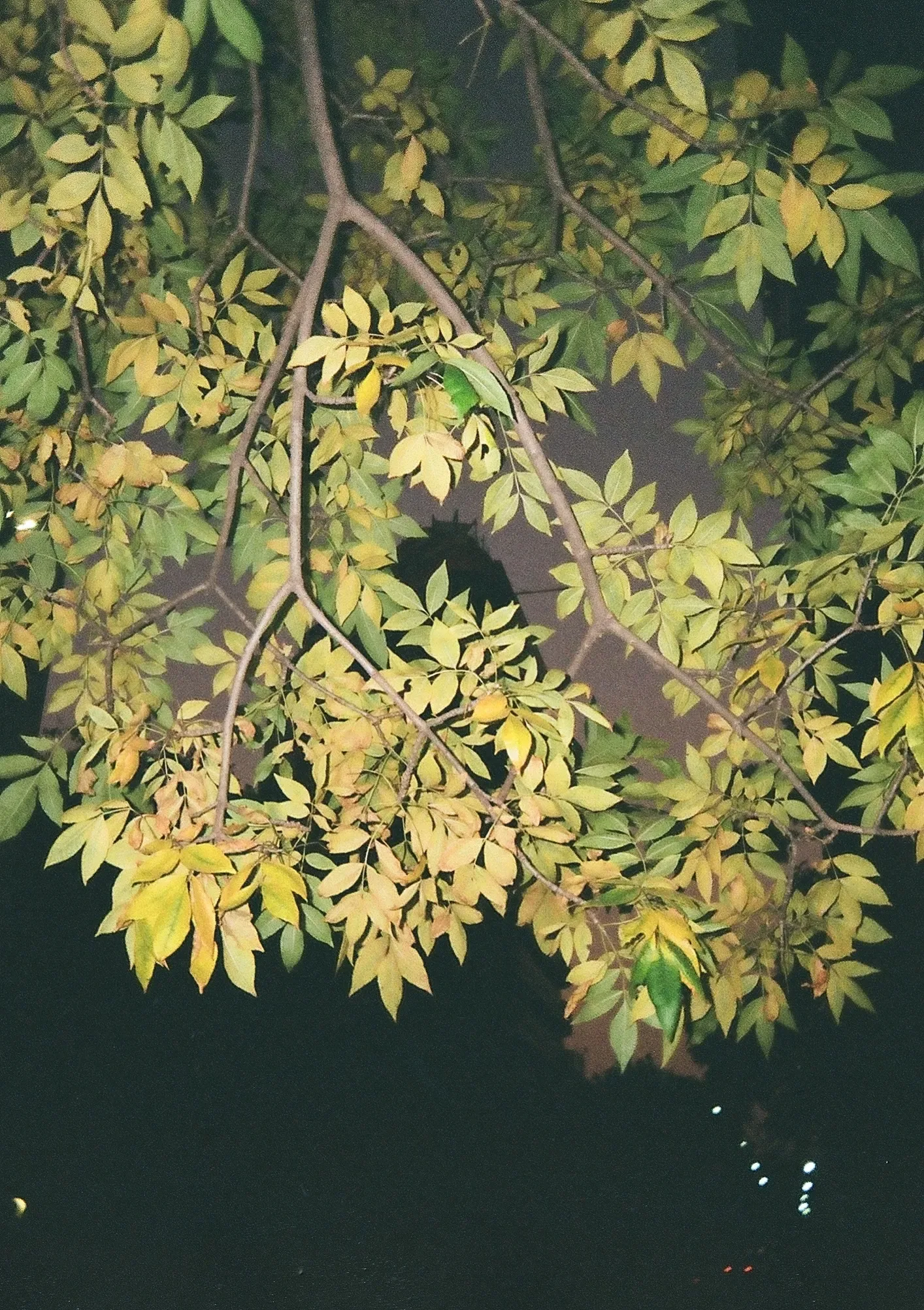Untitled photograph 2 from “autumn leaves”.