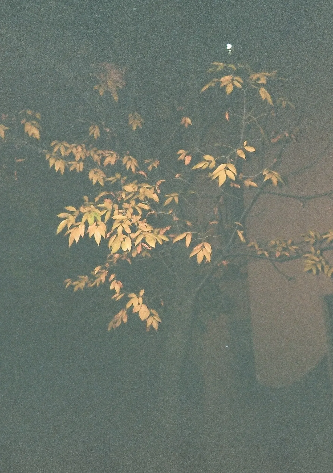 Untitled photograph 3 from “autumn leaves”.