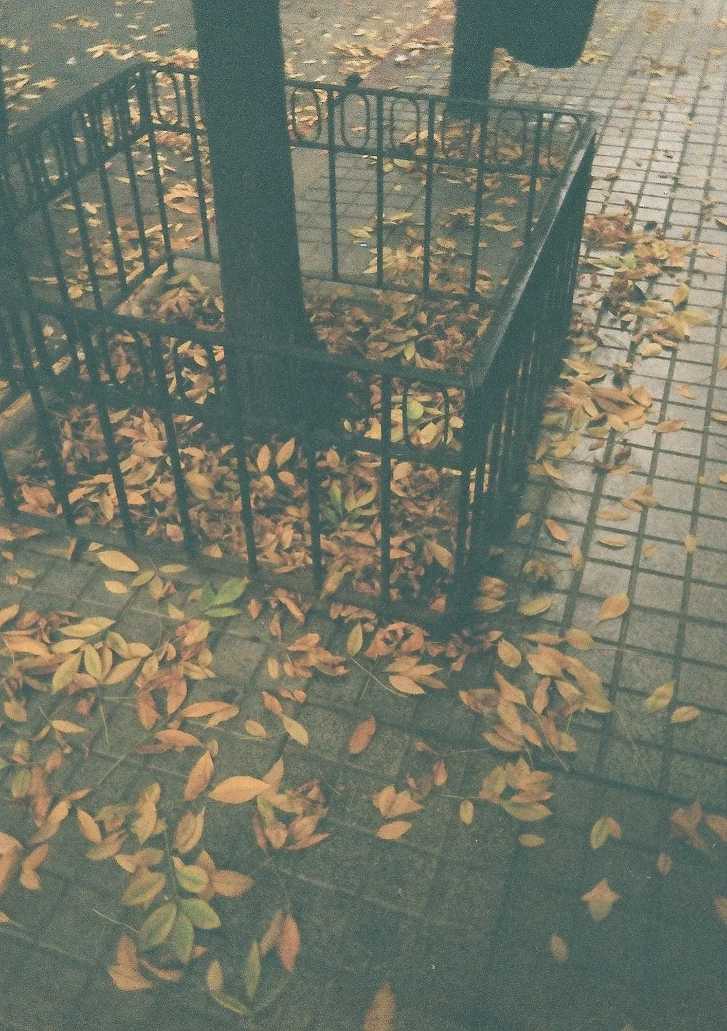 Untitled photograph 5 from “autumn leaves”.