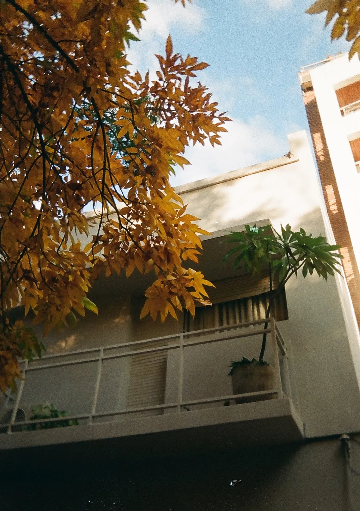 Untitled photograph 6 from “autumn leaves”.