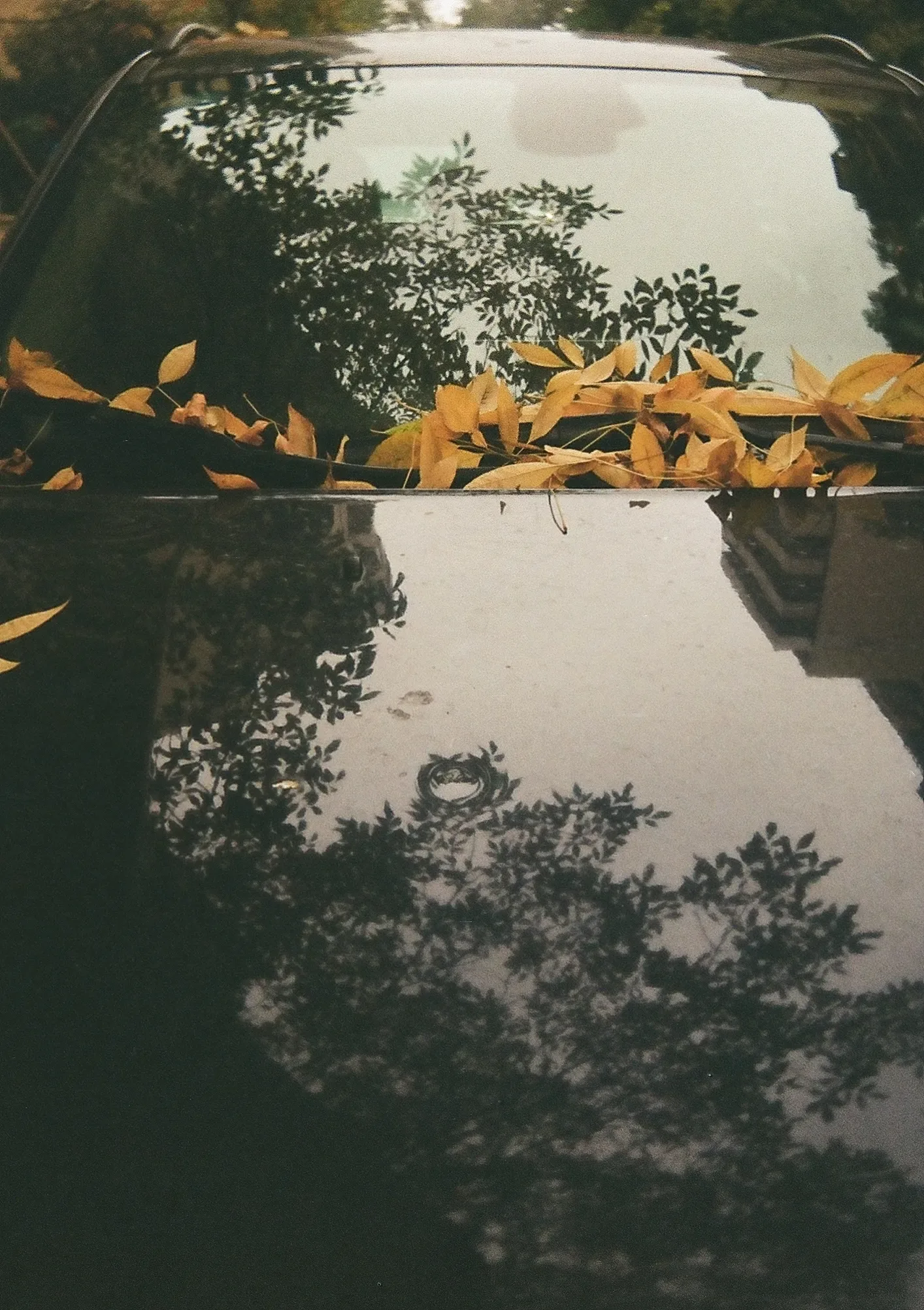 Untitled photograph 7 from “autumn leaves”.
