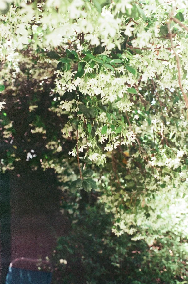 Untitled photograph 6 from “let's be still”.